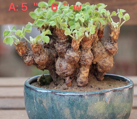 Shamrock Bulbs: Oxalis Triangularis Bonsai - Lucky Love Plant - Etsy