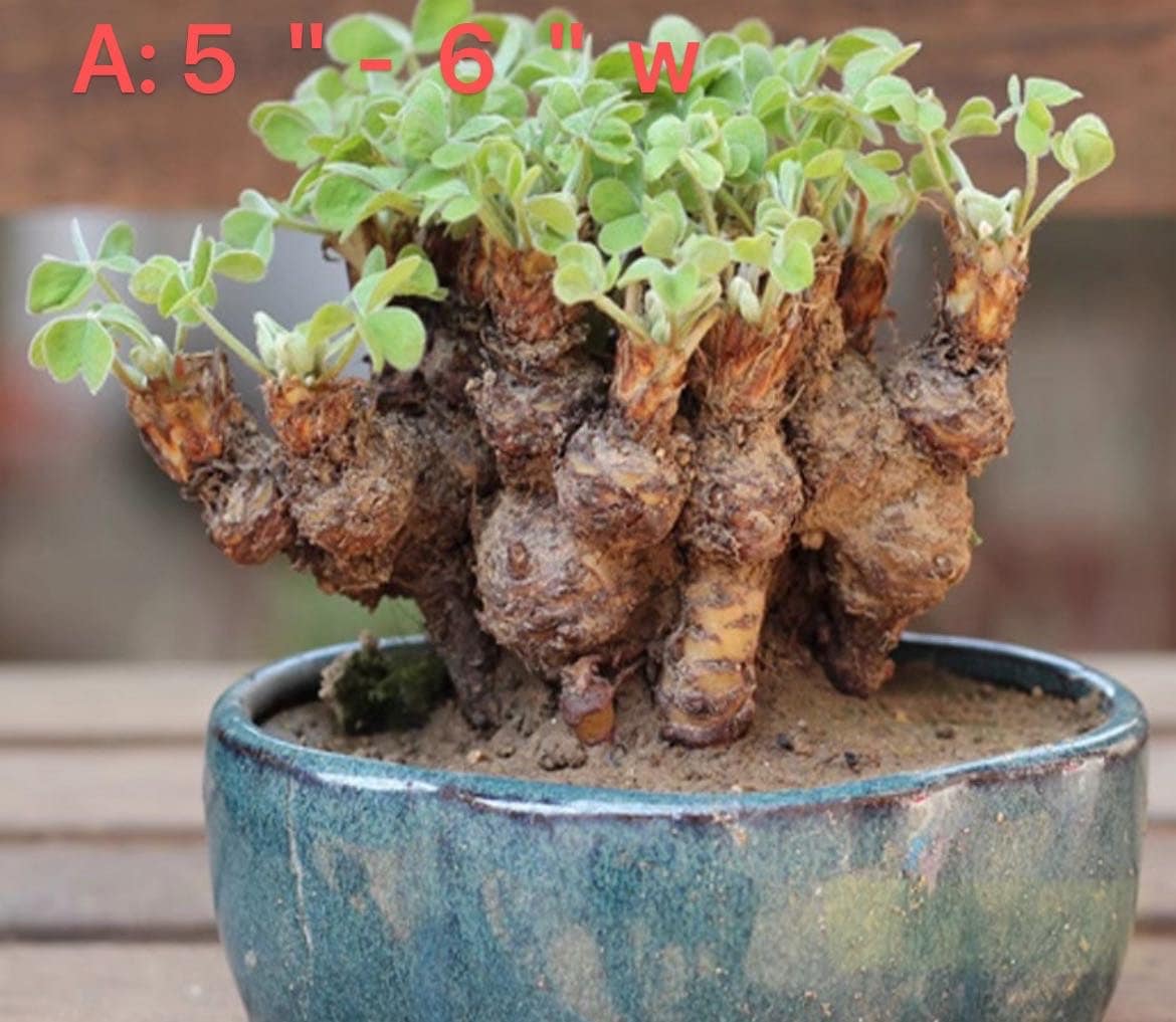 Shamrock Bulbs: Oxalis Triangularis Bonsai - Lucky Love Plant - Etsy