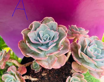 Echeveria glauca cluster old stem Live Rooted