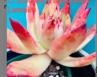 Rare Echeveria agavoides Lemaire live rooted