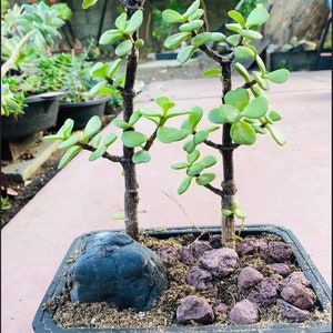May include: A small bonsai plant in a black rectangular pot. The plant has two trunks with small green leaves. A dark gray rock and reddish-brown stones are at the base of the plant.