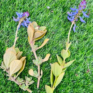 Scaredy Cat plant, Coleus Canina cuttings keep cats out of your garden , super cute, Unrooted, no soil or pot. image 4