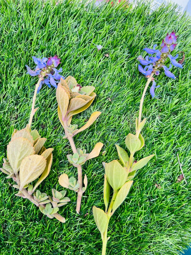 Scaredy Cat plant, Coleus Canina cuttings keep cats out of your garden , super cute, Unrooted, no soil or pot. image 4