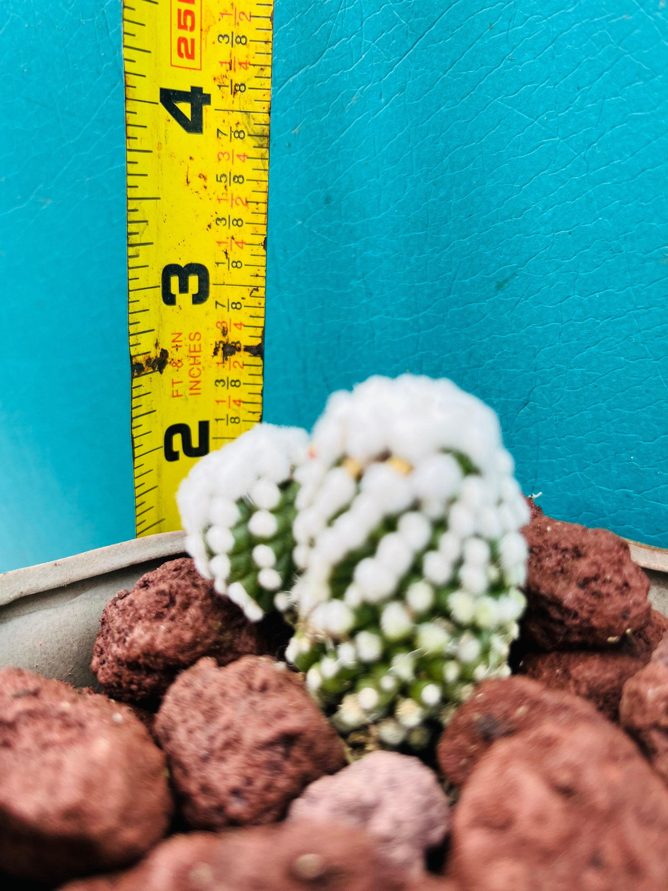 Mammillaria Gracilis Cv. Arizona Snowcap）live Rooted, Get 2 Free ...