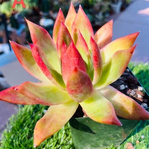 6”w Echeveria agavoides Lemaire Succulent live rooted get 2 free Succulents