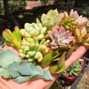 12 unrooted beautiful  succulents