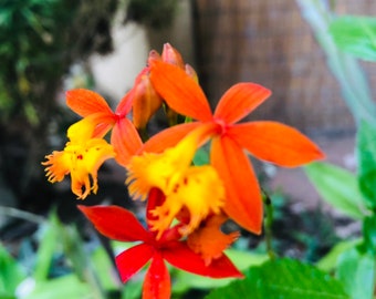 Epidendrum cutting ready to be potted!