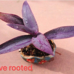 May include: A small purple plant with green leaves in a colorful ceramic pot. The plant is rooted and ready to be planted. Live rooted.