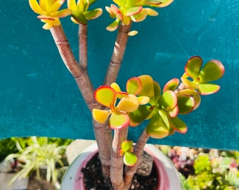 Variegated Jade  tree Crassula obstacle Argentea “money Tree” Rare imported Korean succulents