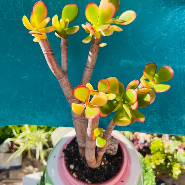 Variegated Jade  tree Crassula obstacle Argentea “money Tree” Rare imported Korean succulents