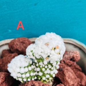 May include: A small, white, fuzzy cactus with green accents sits in a pot with brown rocks. The cactus is in the center of the image, with the rocks surrounding it. The background is a bright blue.