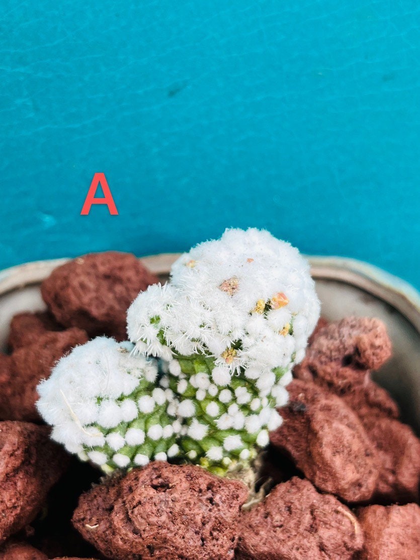 Mammillaria Gracilis Cv. Arizona Snowcap）live Rooted, Get 2 Free ...