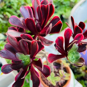 Aeonium super kingkong old stem, bonsai, Live Rooted