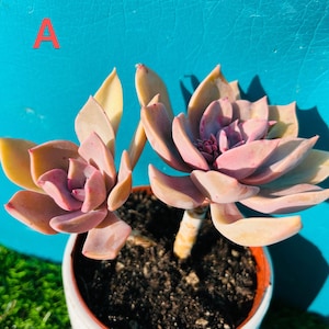 Rare pink Douglas Huth’s live rooted, get 2 free succulents cuttings