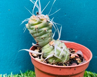 Rare  Opuntia articulata  old stem Live Rooted