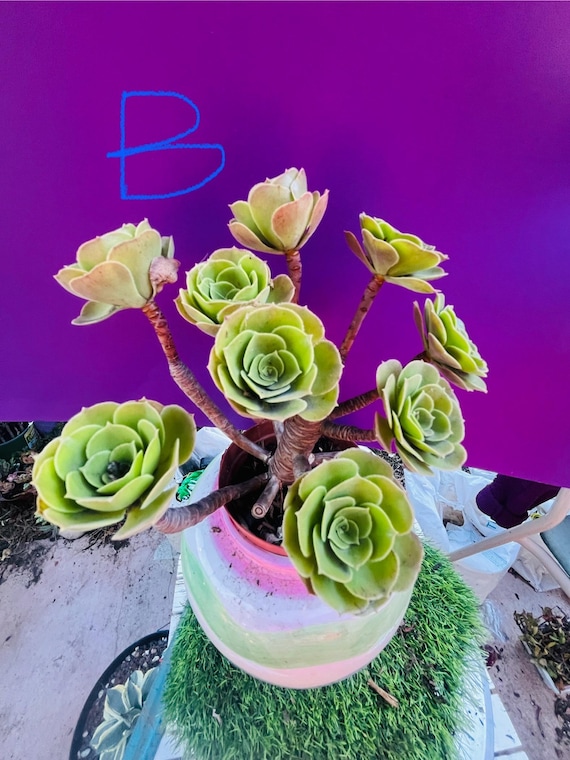 bonsai angebot Bonsai Anzuchtset kaufen ➤ Handmade & Plastikfrei main image 1