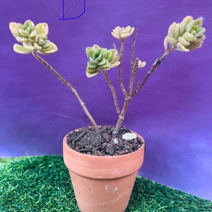 arabica coffee plant Coffee Plant | Live Fruit Tree