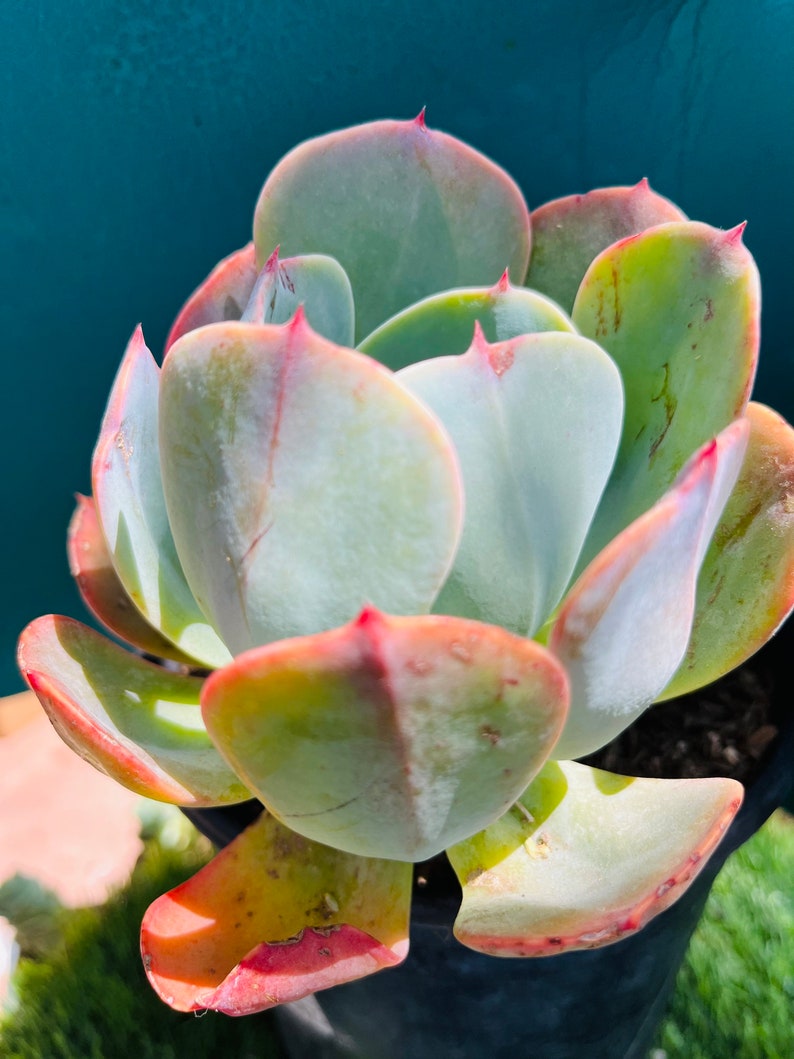 HopeSucculentGarden Echeveria - Thumbnail 2