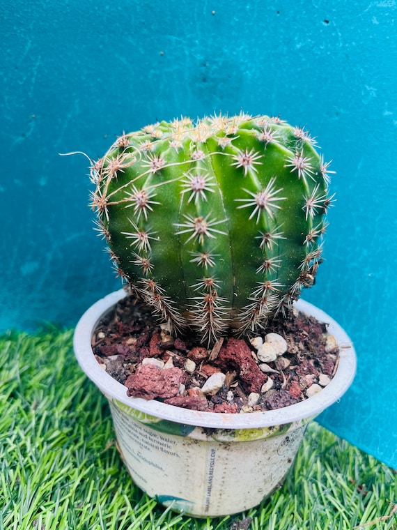 Rare Cactus S.steinbachii. Parque Tunarilive Rooted Get 2 Free Succulent  Cuttings - Etsy