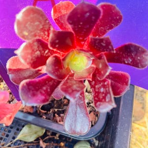 Rare Aeonium Zwartkin bonsai old trunk Live Rooted , get 2 free succulent cuttings