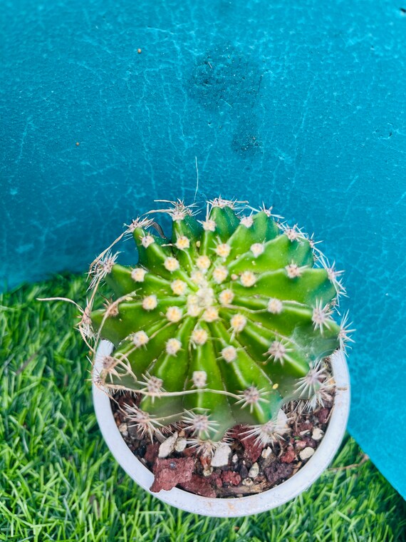Rare Cactus S.steinbachii. Parque Tunarilive Rooted Get 2 Free Succulent  Cuttings - Etsy