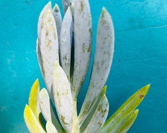 Senecio serpens , blue chalk, live rooted ,get 2 free succulents