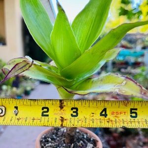May include: A green and purple plant with long, thin leaves in a terracotta pot. A yellow measuring tape is placed behind the plant, showing a measurement of 3 feet.
