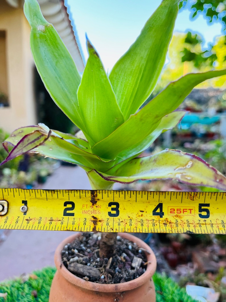 May include: A green and purple plant with long, thin leaves in a terracotta pot. A yellow measuring tape is placed behind the plant, showing a measurement of 3 feet.