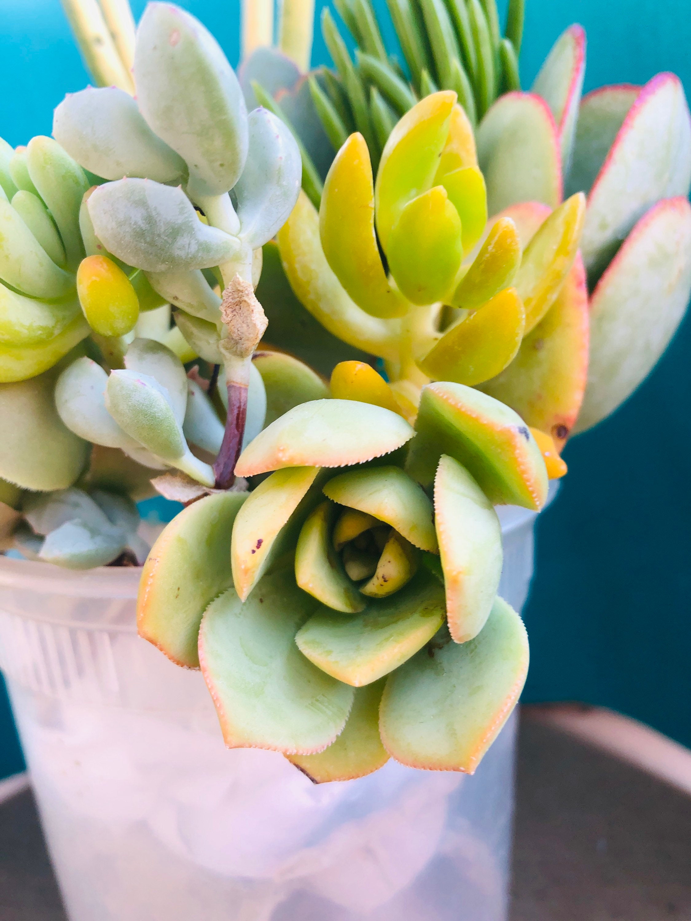 14 unrooted beautiful succulents cuttings Etsy