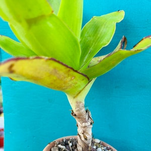 May include: A green plant with a brown stem and red edges on the leaves. The plant is in a terracotta pot with brown soil.