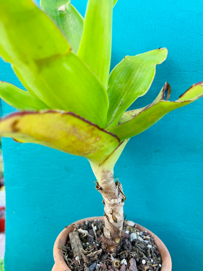May include: A green plant with a brown stem and red edges on the leaves. The plant is in a terracotta pot with brown soil.