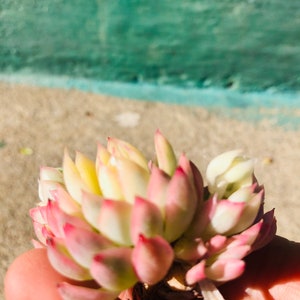 Rare imported Korean Variegated succulents Live Rooted