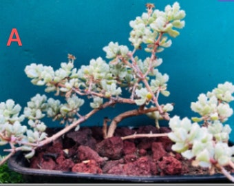 Rare  Lampranthus blandus/ Pink Vygie/ Sandstone Vygie old trunk, bonsai live rooted, get 2 free succulent cuttings