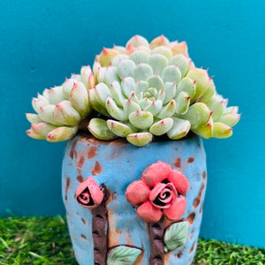 Rare imported Cluster Korean succulents 4” live rooted