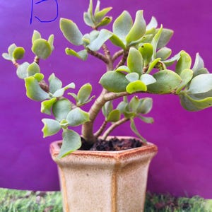 Spekboom Miracle Plant - bonsai Creme & Green Mini Jade tree - Portulacaria afra var Bare root