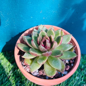 Echeveria Black Queen / Rare Korean Succulent Live rooted , get 2 free succulents cuttings