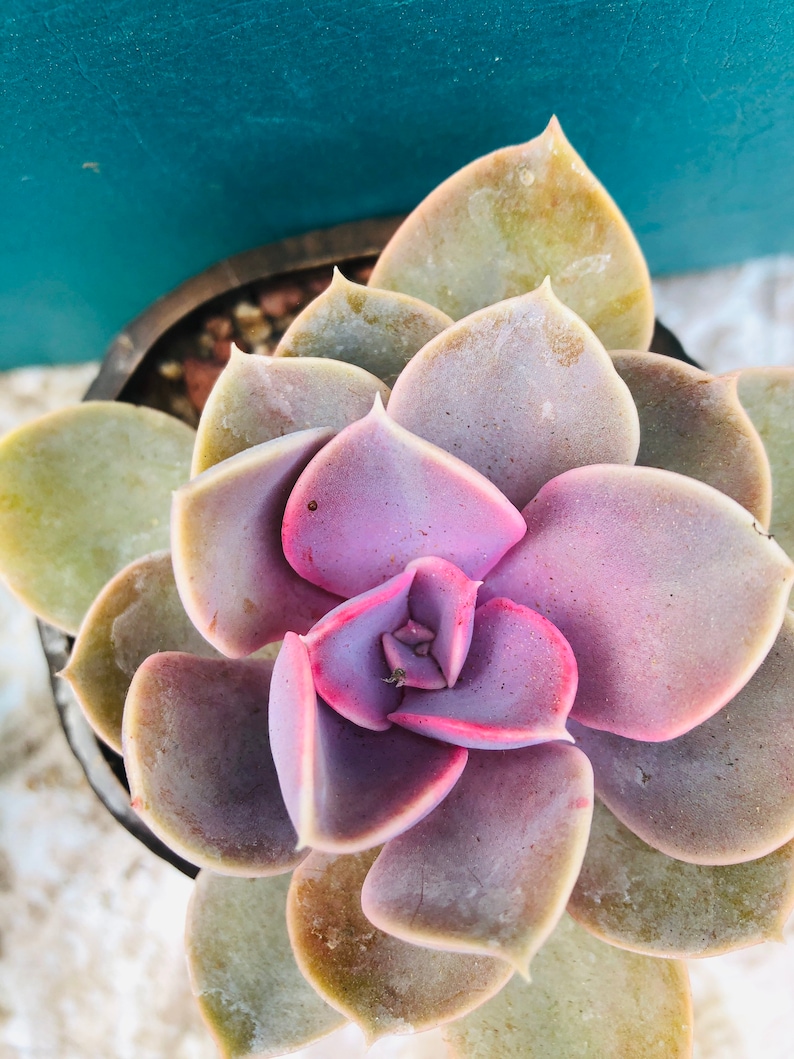 HopeSucculentGarden Echeveria ‘Perle von Nürnberg’ - Thumbnail 4