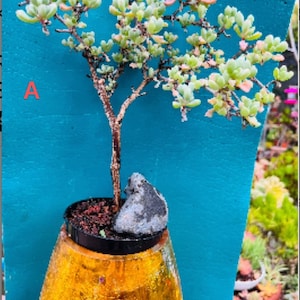 Rare  Lampranthus blandus/ Pink Vygie/ Sandstone Vygie bonsai live rooted,