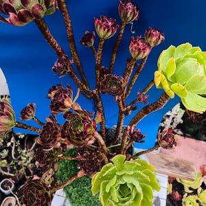 May include: A succulent plant with multiple long, woody stems branching out into numerous rosettes. The rosettes display a mix of deep burgundy, dark purple, and vibrant lime green colors. The plant features textured, scale-like stems and leaves.