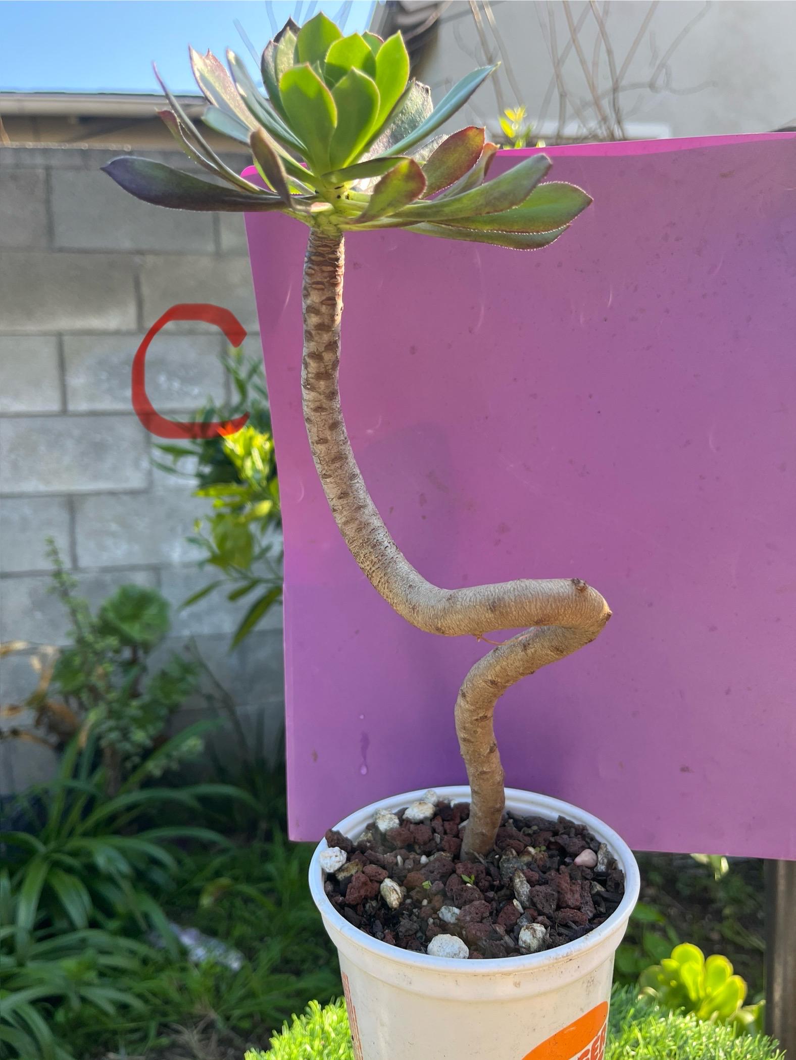 Aeonium Bonsai Succulent: Unique Old Trunk Live Plant + 2 Cuttings - Etsy