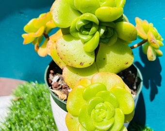 Rare  Holding Aeonium LilyPad