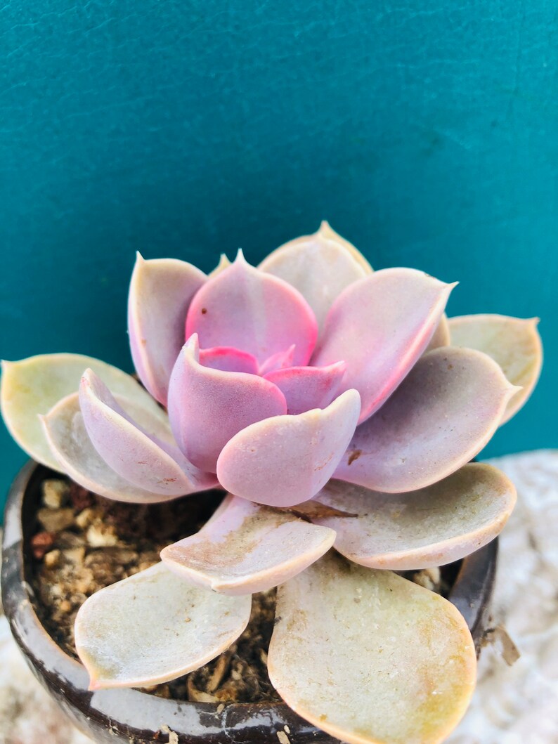 HopeSucculentGarden Echeveria ‘Perle von Nürnberg’ - Thumbnail 3