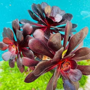 Rare  Aeonium black Rose old trunk live rooted get 2 free Succulents.