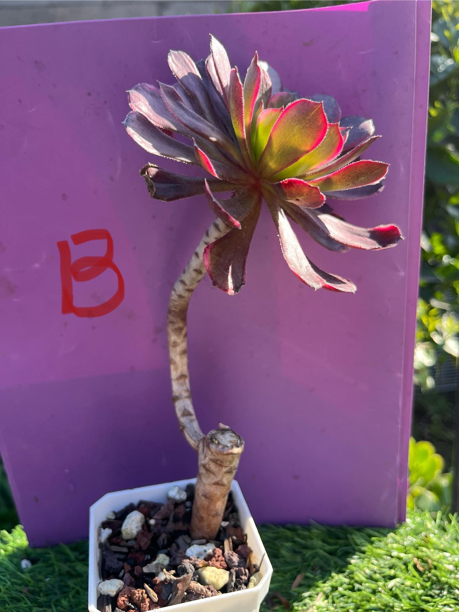 bambus 3m Fargesia robusta 'Pingwu' / Hoher Heckenbambus