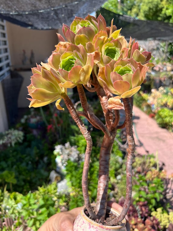 Aeonium Bonsai Baum/lebende verwurzelte/alter Stamm/erhalten 2 gratis  Sukkulenten Stecklinge - Etsy.de