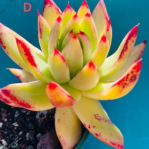 6” Echeveria agavoides Lemaire Succulent live rooted