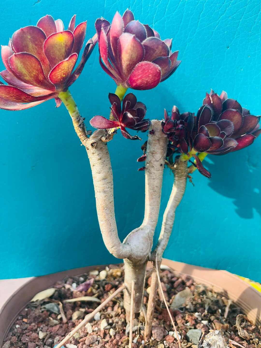 Rare Black Aeonium Bonsai Old Trunk Live Rooted Get 2 Free - Etsy