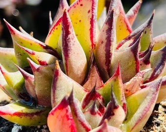 Echeveri agavoides ‘Ebony’ cluster 4 heads live Rooted