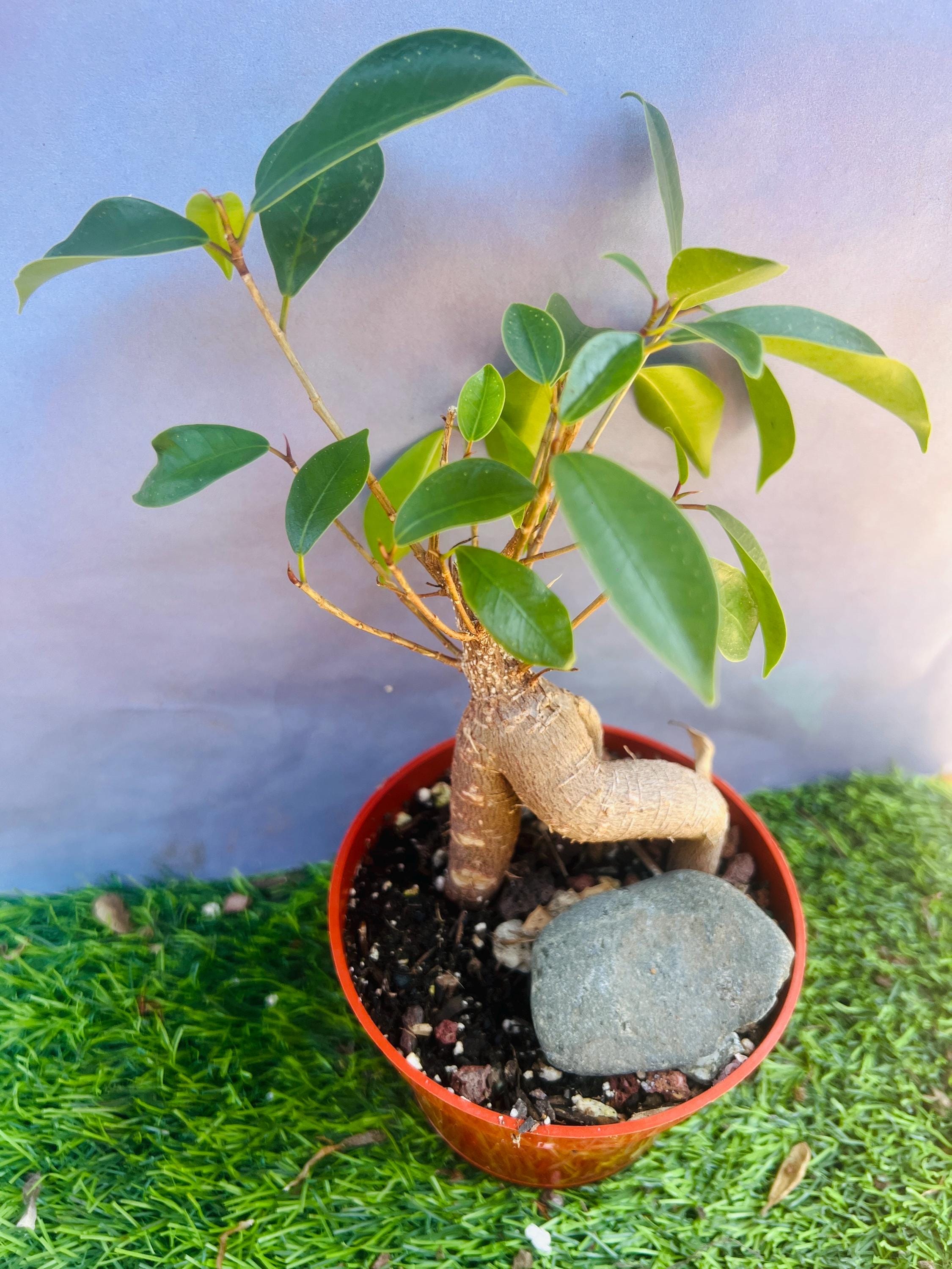 yum asia bonsai Trachelospermum asiaticum 'Bonsai' – Nurseries Caroliniana