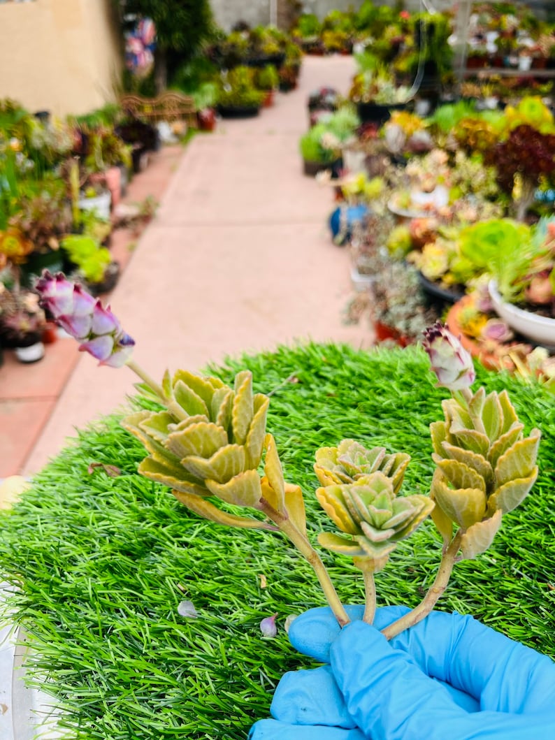 Scaredy Cat plant, Coleus Canina cuttings keep cats out of your garden , super cute, Unrooted, no soil or pot. image 9